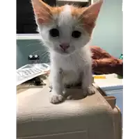 Foto dell\'animale gatto - Matr. 2019/1208 - Microchip 380260043687265