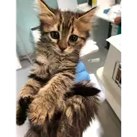 Foto dell\'animale gatto - Matr. 2019/1209 - Microchip 380260043636378