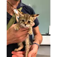 Foto dell\'animale gatto - Matr. 2019/1210 - Microchip 380260043636059