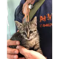 Foto dell\'animale gatto - Matr. 2019/1211 - Microchip 380260043686483