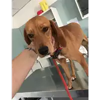 Foto dell\'animale cane - Matr. 2019/1222 - Microchip 380260101297168