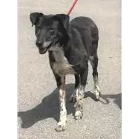 Foto dell\'animale cane - Matr. 2019/1226 - Microchip 380260043643319