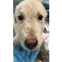 Foto dell\'animale cane - Matr. 2019/0818 - Microchip 380260043717961