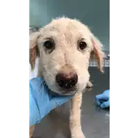 Foto dell\'animale cane - Matr. 2019/0815 - Microchip 380260043870384
