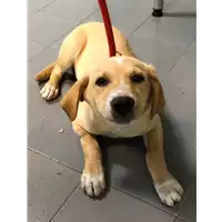 Foto dell\'animale cane - Matr. 2019/1230 - Microchip 380260043644168
