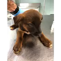 Foto dell\'animale cane - Matr. 2019/1232 - Microchip 380260043642952