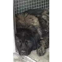 Foto dell\'animale cane - Matr. 2019/1235 - Microchip 900062000154593