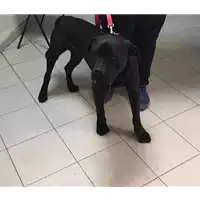 Foto dell\'animale cane - Matr. 2016/0462 - Microchip 380260042739349