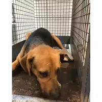 Foto dell\'animale cane - Matr. 2019/1236 - Microchip 380260043680849