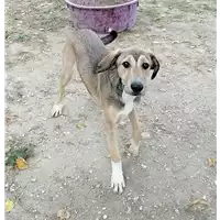 Foto dell\'animale cane - Matr. 2019/1239 - Microchip 380260043681355