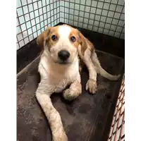 Foto dell\'animale cane - Matr. 2019/1240 - Microchip 380260043644060