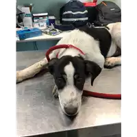 Foto dell\'animale cane - Matr. 2019/1241 - Microchip 380260043684129