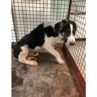 Foto dell\'animale cane - Matr. 2019/1242 - Microchip 380260043681184