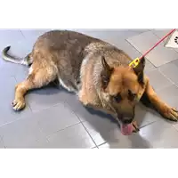 Foto dell\'animale cane - Matr. 2019/1243 - Microchip 981100000785527