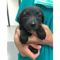 Foto dell\'animale cane - Matr. 2019/1245 - Microchip 380260043642645