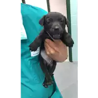 Foto dell\'animale cane - Matr. 2019/1246 - Microchip 380260043642574