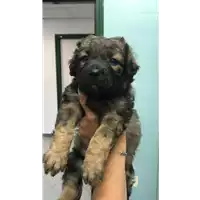 Foto dell\'animale cane - Matr. 2019/1248 - Microchip 380260043680928
