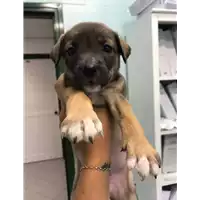 Foto dell\'animale cane - Matr. 2019/1249 - Microchip 380260043686482