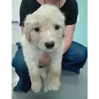 Foto dell\'animale cane - Matr. 2019/1250 - Microchip 380260043681171