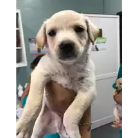 Foto dell\'animale cane - Matr. 2019/1251 - Microchip 380260043681239