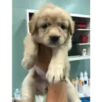 Foto dell\'animale cane - Matr. 2019/1252 - Microchip 380260043681223