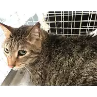 Foto dell\'animale gatto - Matr. 2019/1256 - Microchip 380260043686477