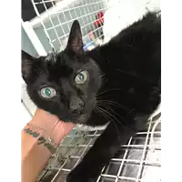 Foto dell\'animale gatto - Matr. 2019/1257 - Microchip 380260043635945