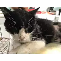 Foto dell\'animale gatto - Matr. 2019/1258 - Microchip 380260043636060