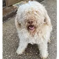 Foto dell\'animale cane - Matr. 2019/1259 - Microchip 380260040142845
