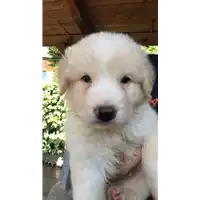 Foto dell\'animale cane - Matr. 2019/1265 - Microchip 380260043687182