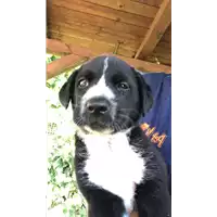 Foto dell\'animale cane - Matr. 2019/1264 - Microchip 380260043642724