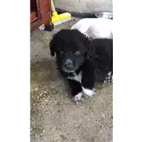Foto dell\'animale cane - Matr. 2019/1263 - Microchip 380260043644066