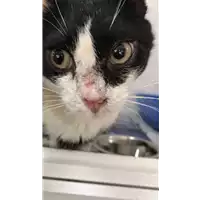 Foto dell\'animale gatto - Matr. 2019/1269 - Microchip 380260043686929