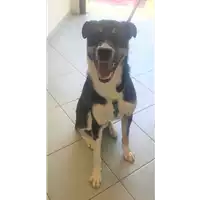 Foto dell\'animale cane - Matr. 2019/1274 - Microchip 380260101242560