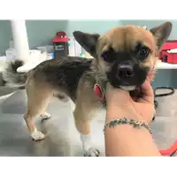 Foto dell\'animale cane - Matr. 2019/1275 - Microchip 380260043684423