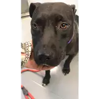 Foto dell\'animale cane - Matr. 2019/1277 - Microchip 380260043684337