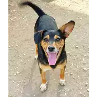 Foto dell\'animale cane - Matr. 2019/1283 - Microchip 380260043848560