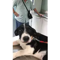 Foto dell\'animale cane - Matr. 2019/1284 - Microchip 380260043686678