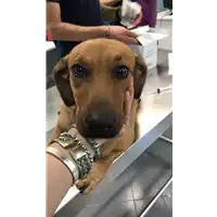 Foto dell\'animale cane - Matr. 2019/1291 - Microchip 380260043680872