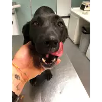 Foto dell\'animale cane - Matr. 2019/1286 - Microchip 380260043680556