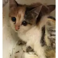 Foto dell\'animale gatto - Matr. 2019/1288 - Microchip 380260043680597