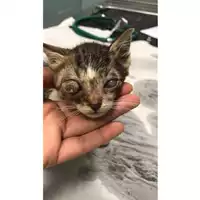 Foto dell\'animale gatto - Matr. 2019/1285 - Microchip 380260043680911