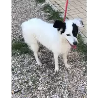 Foto dell\'animale cane - Matr. 2019/0746 - Microchip 380260043870101