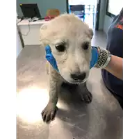 Foto dell\'animale cane - Matr. 2019/1279 - Microchip 380260043633618