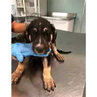 Foto dell\'animale cane - Matr. 2019/1278 - Microchip 380260043848960