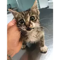 Foto dell\'animale gatto - Matr. 2019/1295 - Microchip 380260043680547