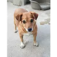 Foto dell\'animale cane - Matr. 2019/1293 - Microchip 380260002138421