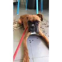 cane - Matr. 2019/1294 - Microchip 380260043687110