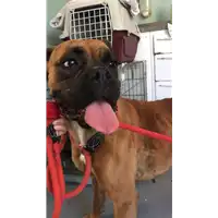 cane - Matr. 2019/1292 - Microchip 380260043680687