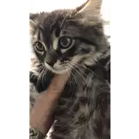 Foto dell\'animale gatto - Matr. 2019/1305 - Microchip 380260043687097